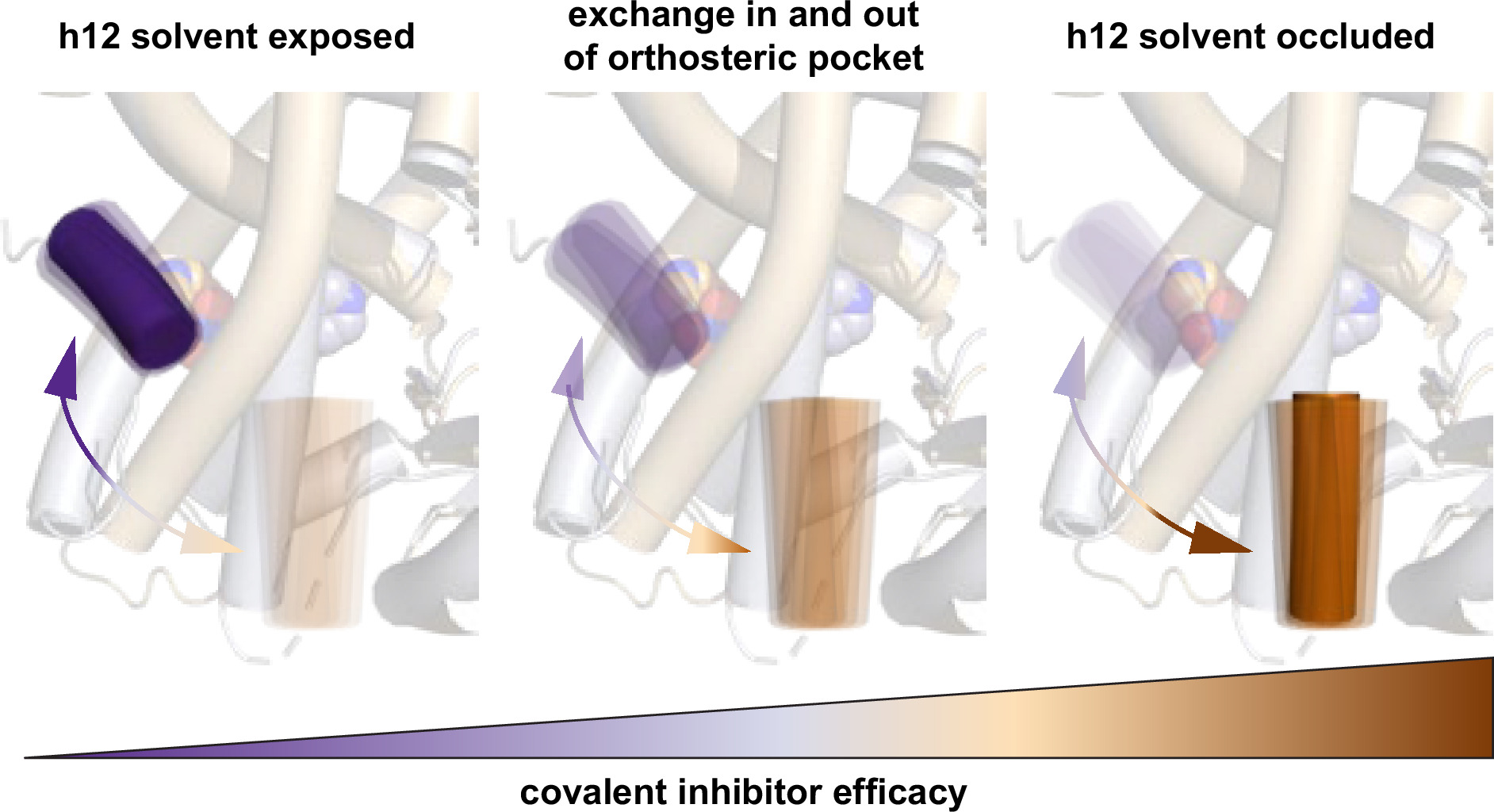 Model linking PPARγ helix 12 occupancy in the orthosteric pocket to covalent inhibitor efficacy.