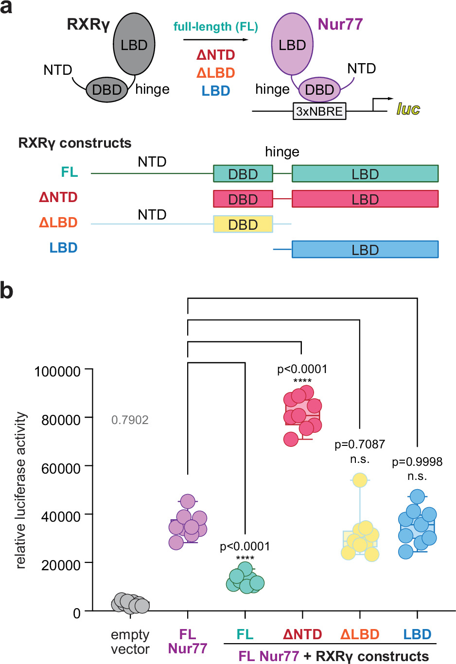 RXRγ domain constructs and their effects on Nur77-dependent reporter activity.