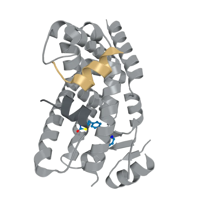 PPARγ with Rosiglitazone and MED1 coactivator peptide, PDB 6ONJ.
